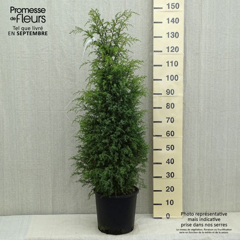 Amostra de Juniperus communis Pyramidalis Vaso de 12 L/15 L tal como entregue no verão