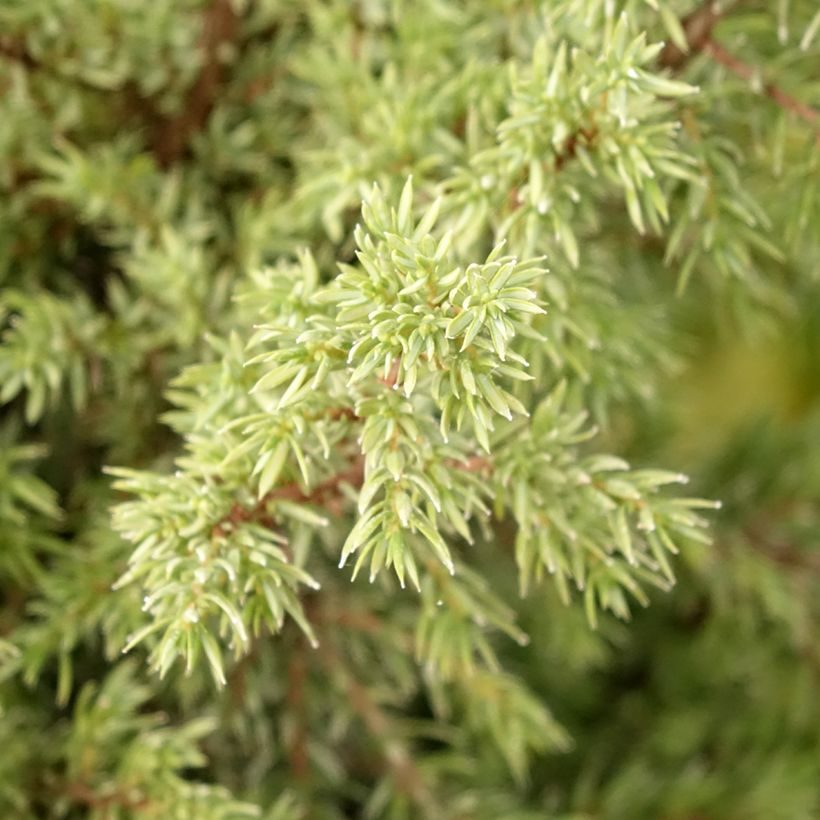 Juniperus communis Pyramidalis (Folhagem)