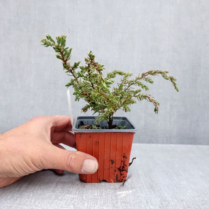 Amostra de Juniperus communis Repanda Vaso de 8/9 cm tal como entregue no outono