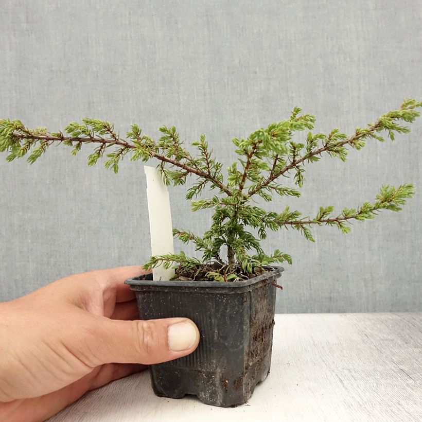 Amostra de Juniperus communis Repanda Vaso de 8/9 cm tal como entregue no verão
