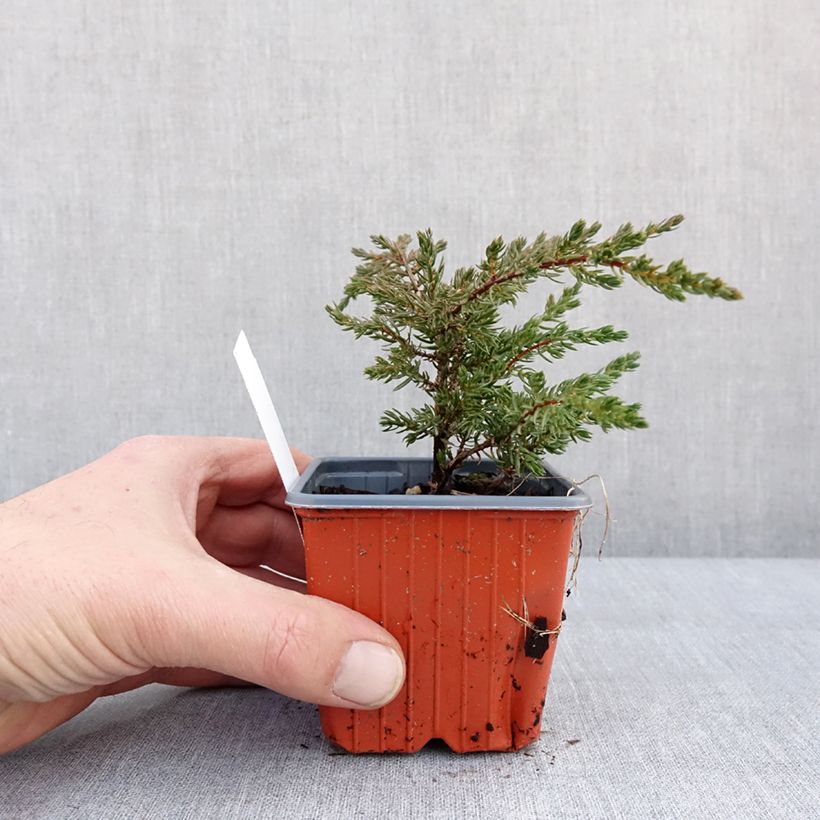 Amostra de Juniperus communis Repanda Vaso de 8/9 cm tal como entregue no inverno