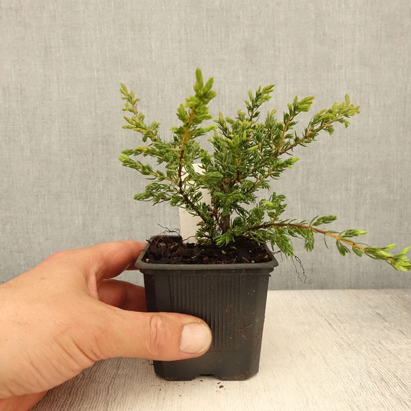 Amostra de Juniperus communis Repanda Vaso de 8/9 cm tal como entregue na primavera