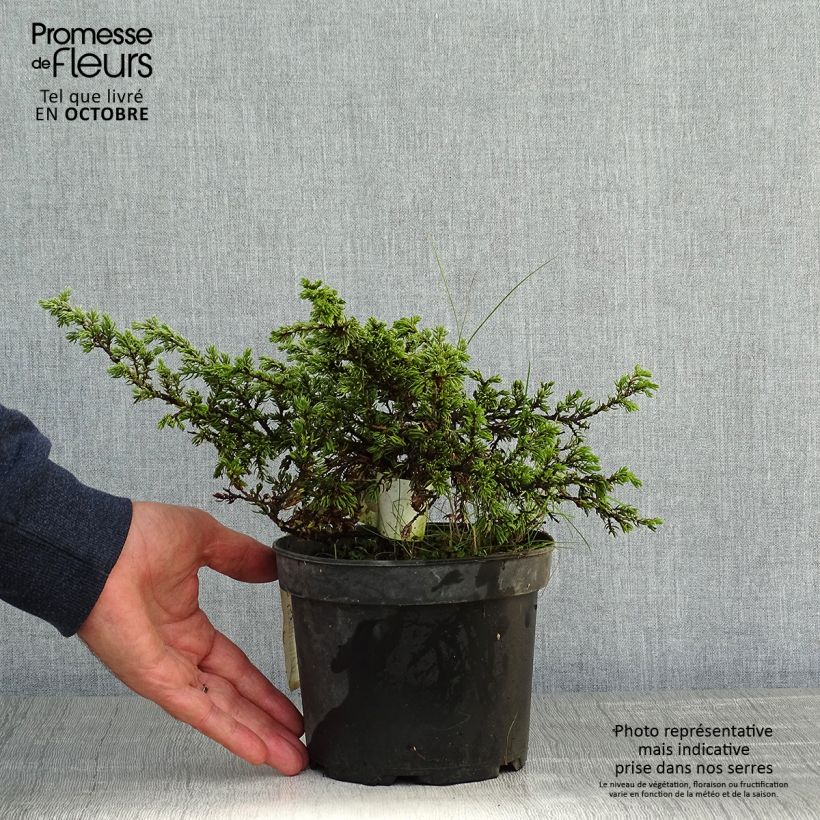 Amostra de Juniperus communis Repanda Vaso de 2 L/3 L tal como entregue no outono