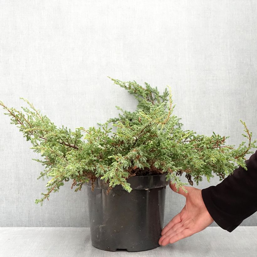 Amostra de Juniperus communis Repanda Vaso de 7,5 L/10 L tal como entregue no outono
