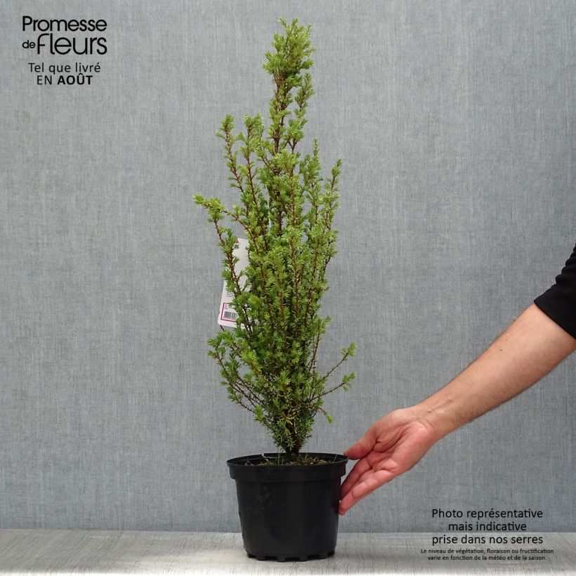 Amostra de Juniperus communis Sentinel Vaso de 3 L/4 L tal como entregue no verão