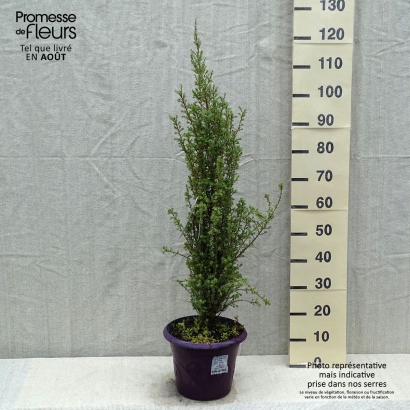Amostra de Juniperus communis Sentinel Vaso de 7,5 L/10 L tal como entregue no verão