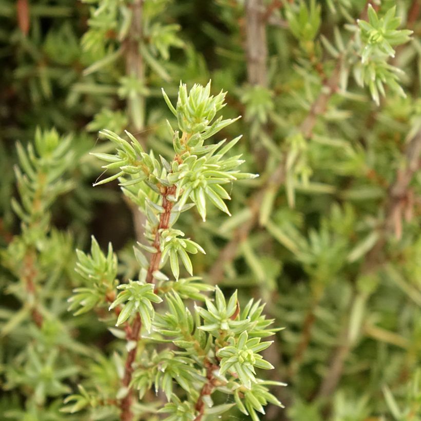 Juniperus communis Sentinel (Folhagem)