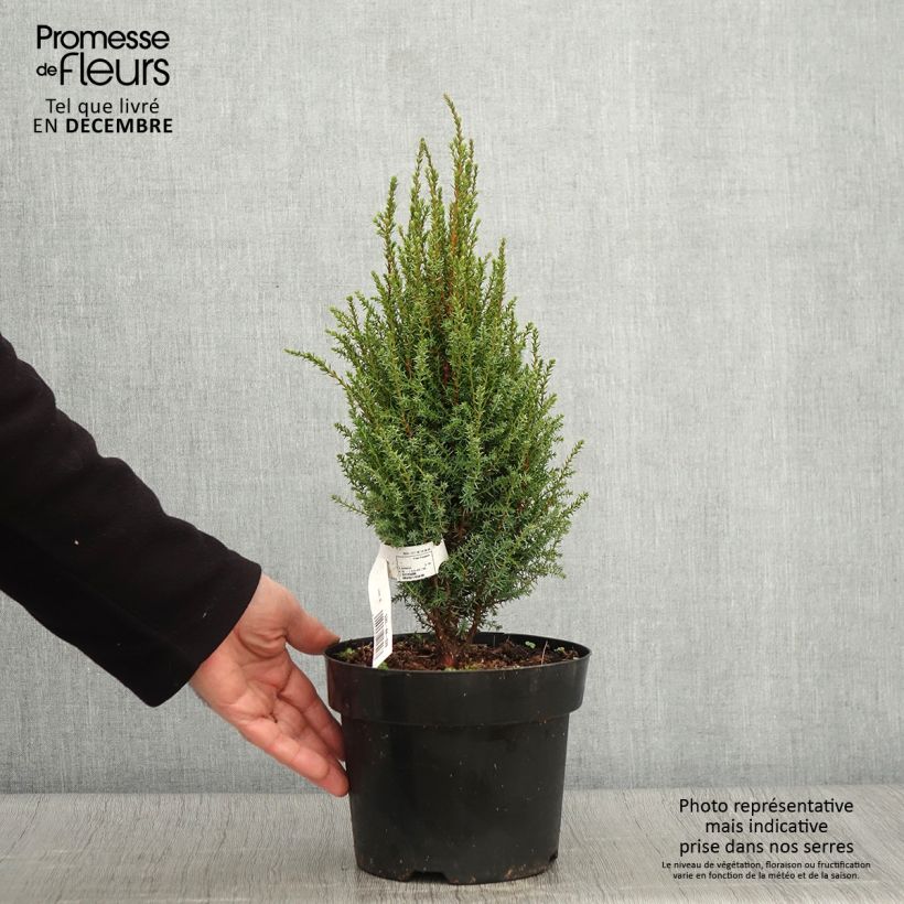 Amostra de Juniperus communis Compressa Vaso de 2 L/3 L tal como entregue no outono