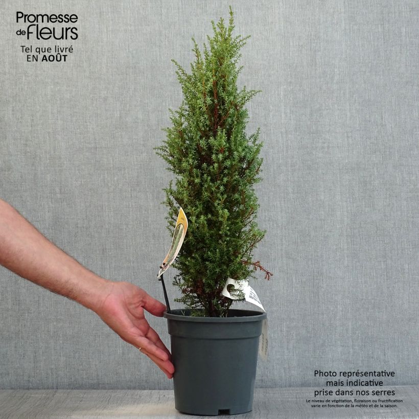 Amostra de Juniperus communis Compressa Vaso de 2 L/3 L tal como entregue no verão