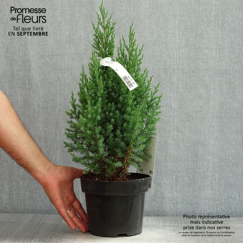 Amostra de Juniperus chinensis Stricta Vaso de 2 L/3 L tal como entregue no verão