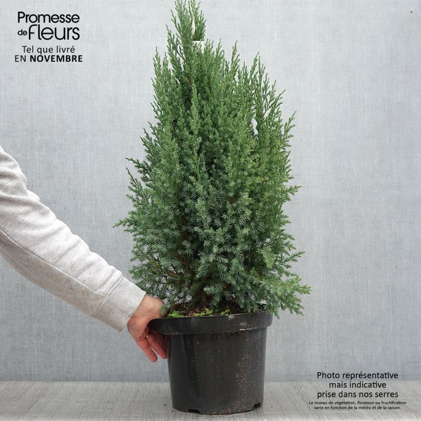 Amostra de Juniperus chinensis Stricta Vaso de 7,5 L/10 L tal como entregue no outono