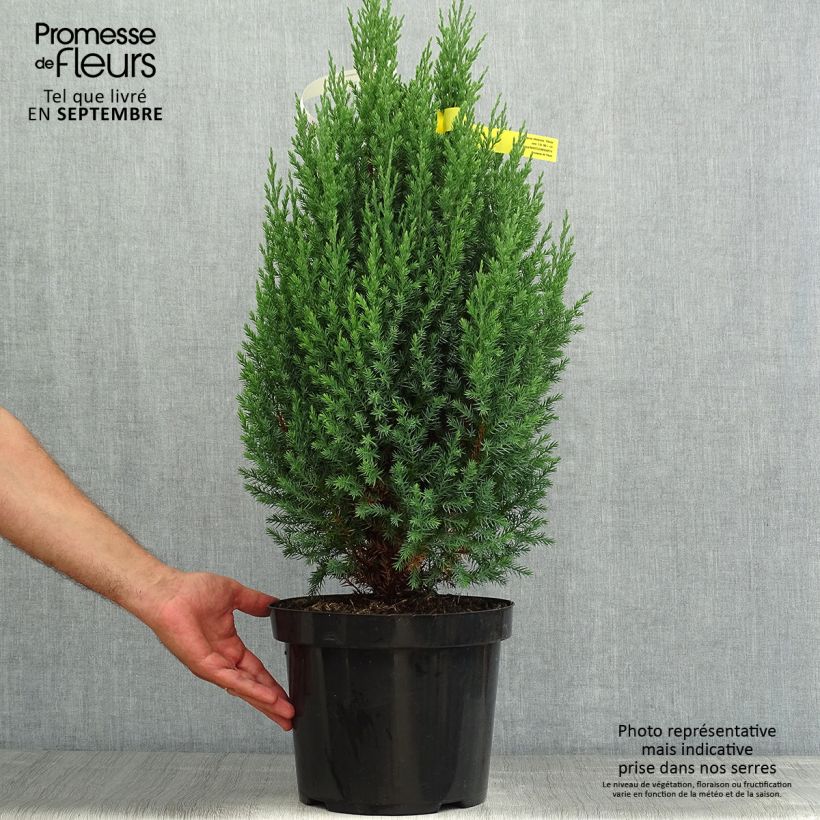 Amostra de Juniperus chinensis Stricta Vaso de 7,5 L/10 L tal como entregue no verão