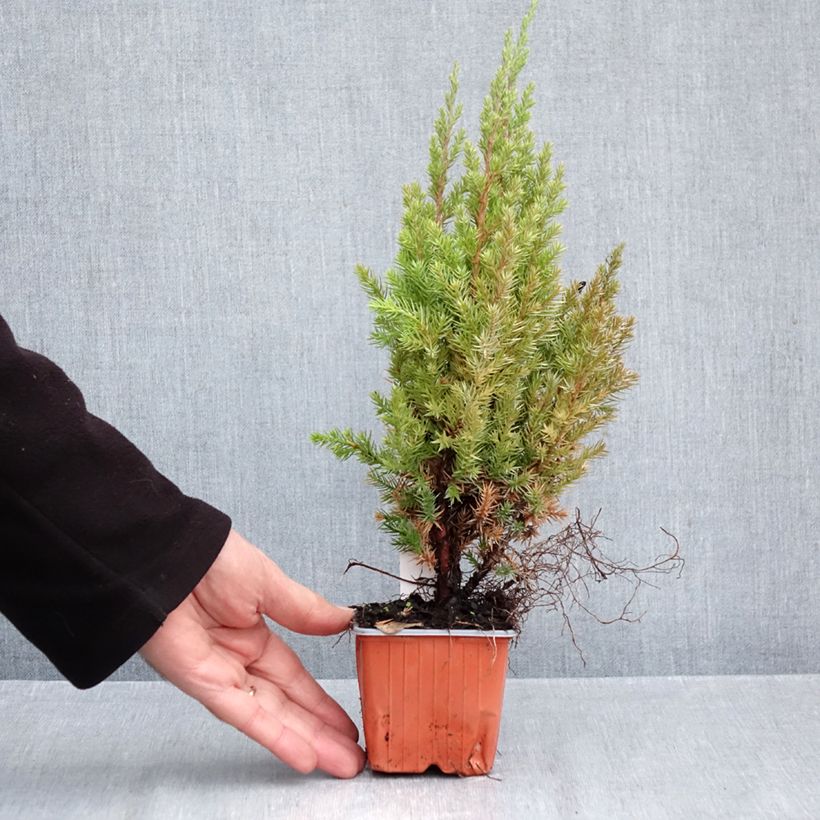 Amostra de Juniperus chinensis Stricta Vaso de 8/9 cm tal como entregue no outono