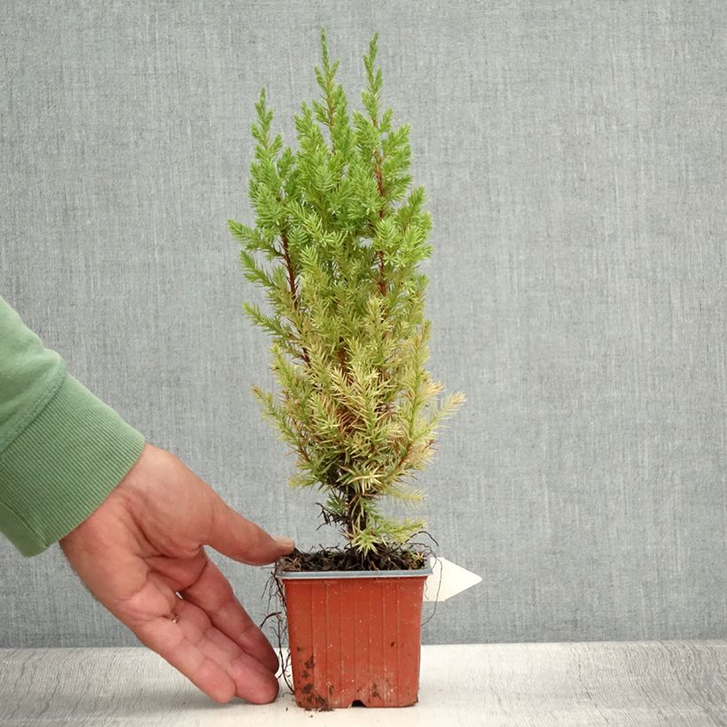 Amostra de Juniperus chinensis Stricta Vaso de 8/9 cm tal como entregue no verão