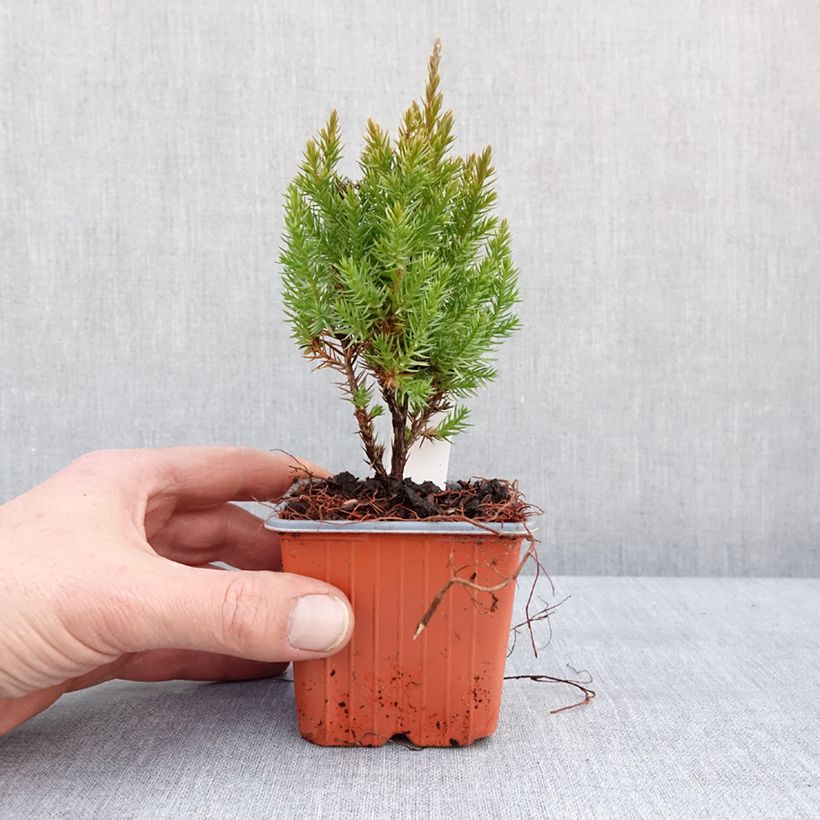 Amostra de Genévrier de Chine - Juniperus chinensis Stricta Vaso de 8/9 cm tal como entregue no inverno