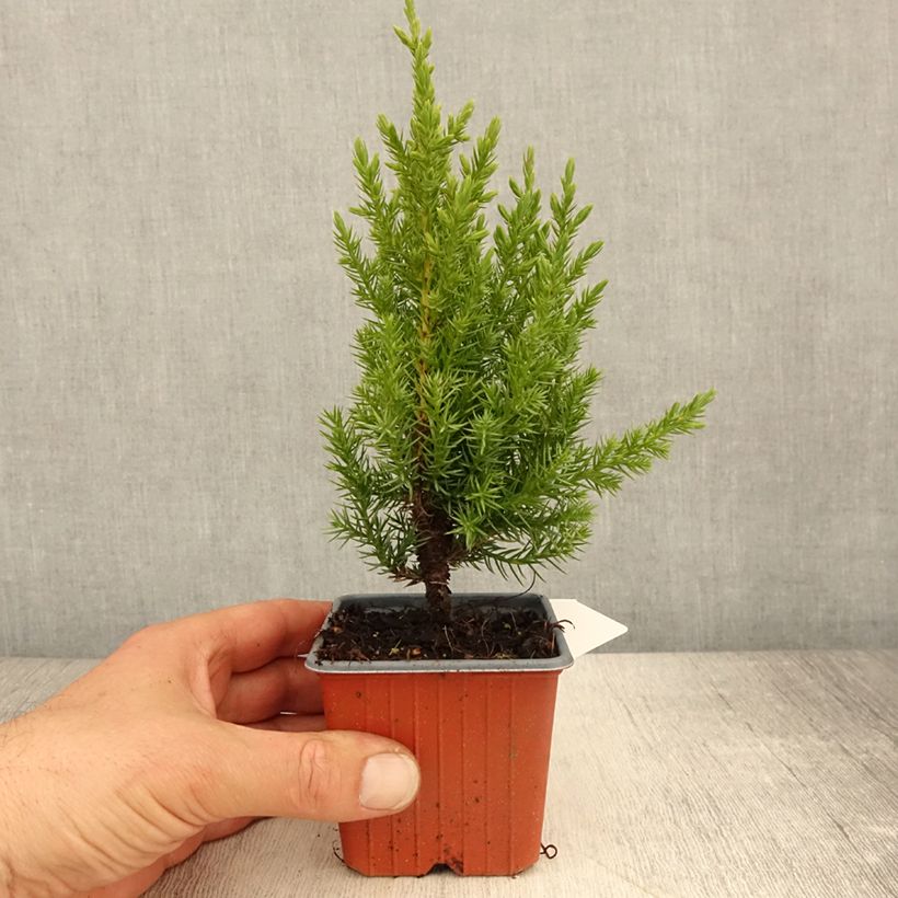Amostra de Juniperus chinensis Stricta Vaso de 8/9 cm tal como entregue na primavera