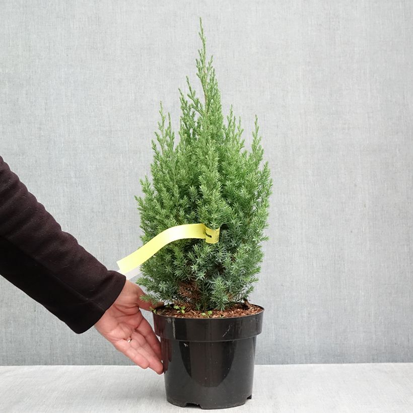 Amostra de Juniperus chinensis Stricta Vaso de 2 L/3 L tal como entregue no outono