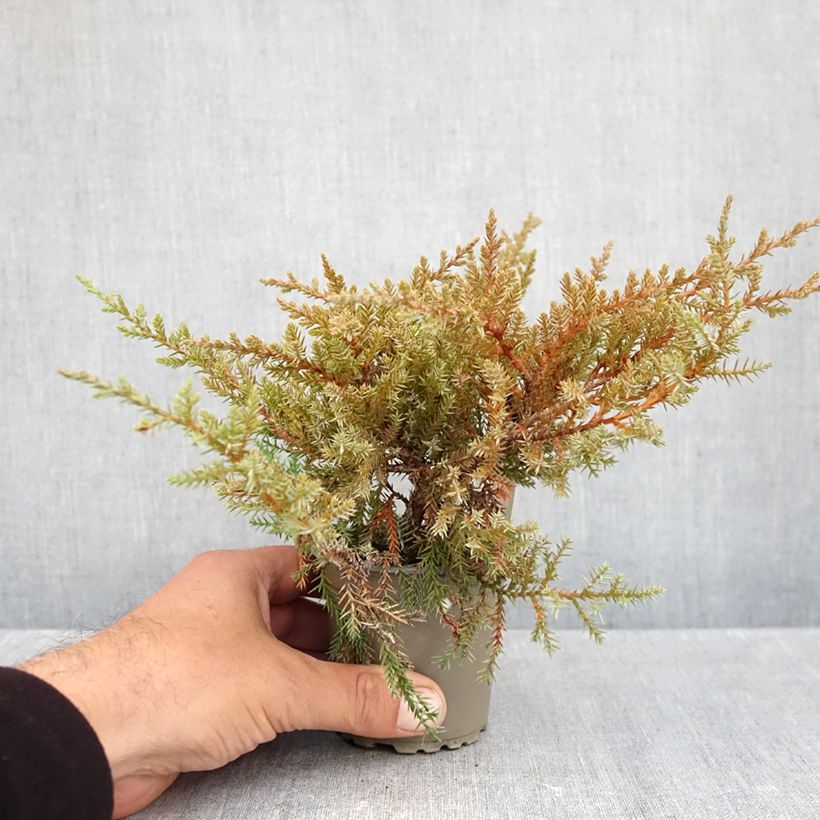 Amostra de Juniperus pfitzeriana Compacta Vaso de 8/9 cm tal como entregue no outono