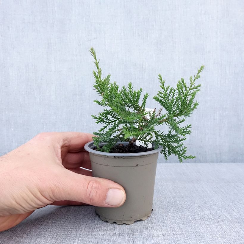 Amostra de Genévrier de Pfitzer Compact - Juniperus pfitzeriana Compacta Vaso de 8/9 cm tal como entregue no inverno