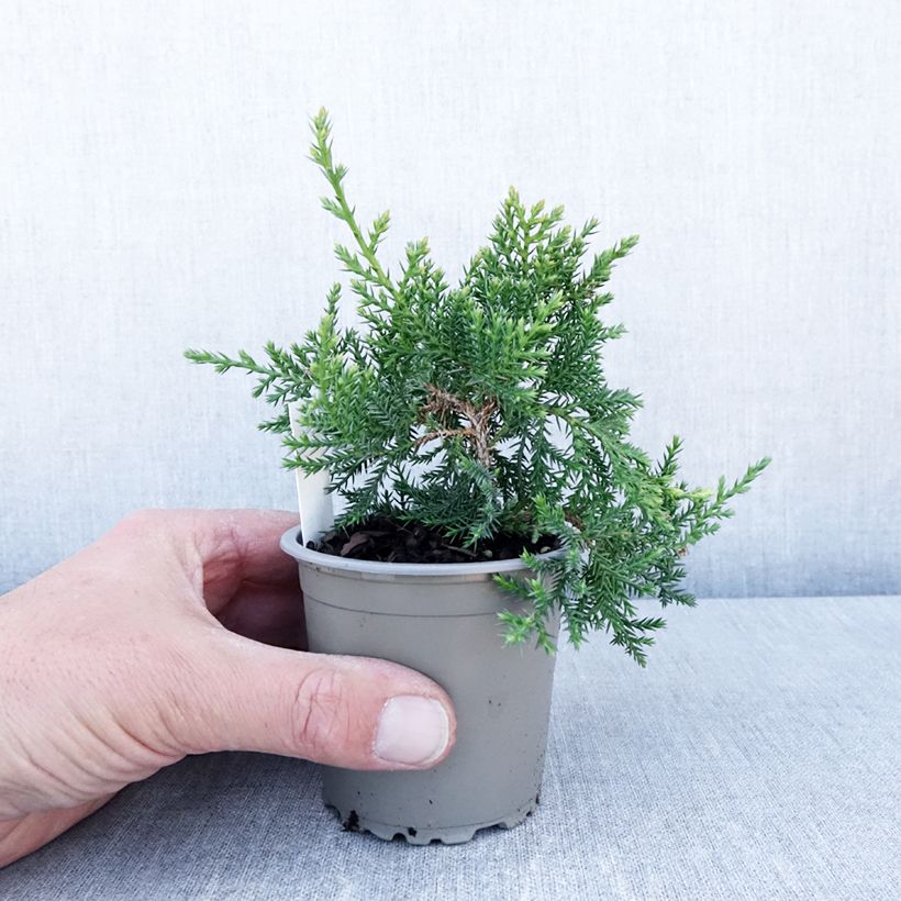 Amostra de Juniperus pfitzeriana Compacta Vaso de 8/9 cm tal como entregue na primavera