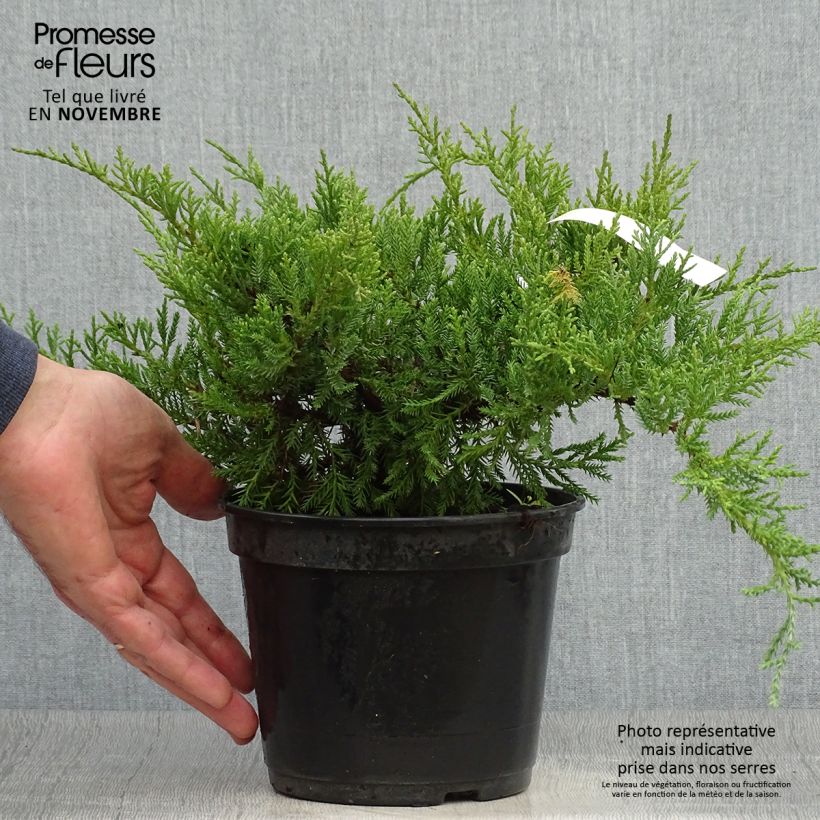 Amostra de Juniperus pfitzeriana Compacta Vaso de 2 L/3 L tal como entregue no outono