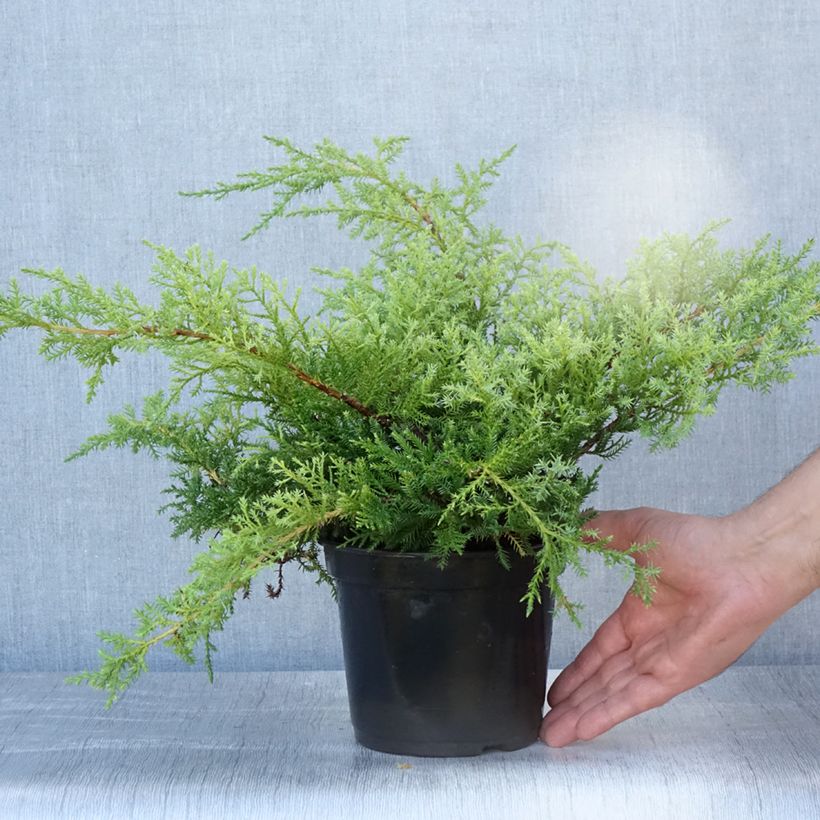 Amostra de Juniperus pfitzeriana Compacta Vaso de 2 L/3 L tal como entregue no verão