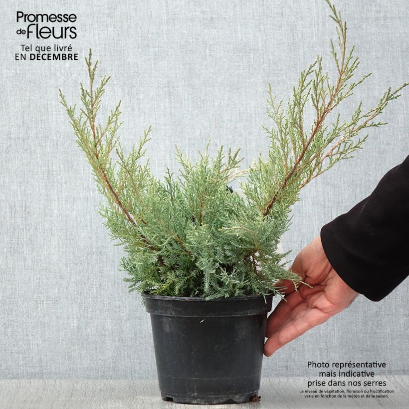 Amostra de Juniperus pfitzeriana Glauca Vaso de 2 L/3 L tal como entregue no outono