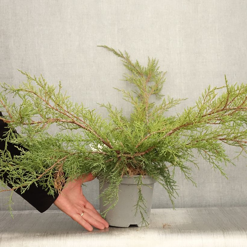 Amostra de Juniperus media Pfitzeriana Vaso de 2 L/3 L tal como entregue no outono