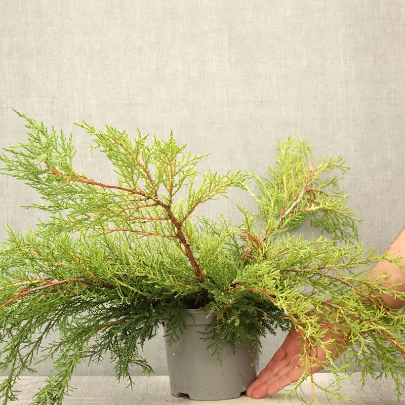 Amostra de Juniperus media Pfitzeriana Vaso de 2 L/3 L tal como entregue no verão