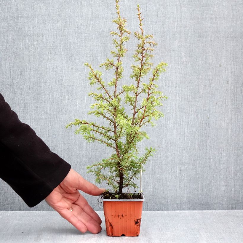 Amostra de Juniperus communis Suecica Vaso de 8/9 cm tal como entregue no outono
