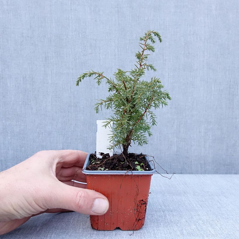 Amostra de Genévrier de Suède - Juniperus communis Suecica Vaso de 8/9 cm tal como entregue no inverno