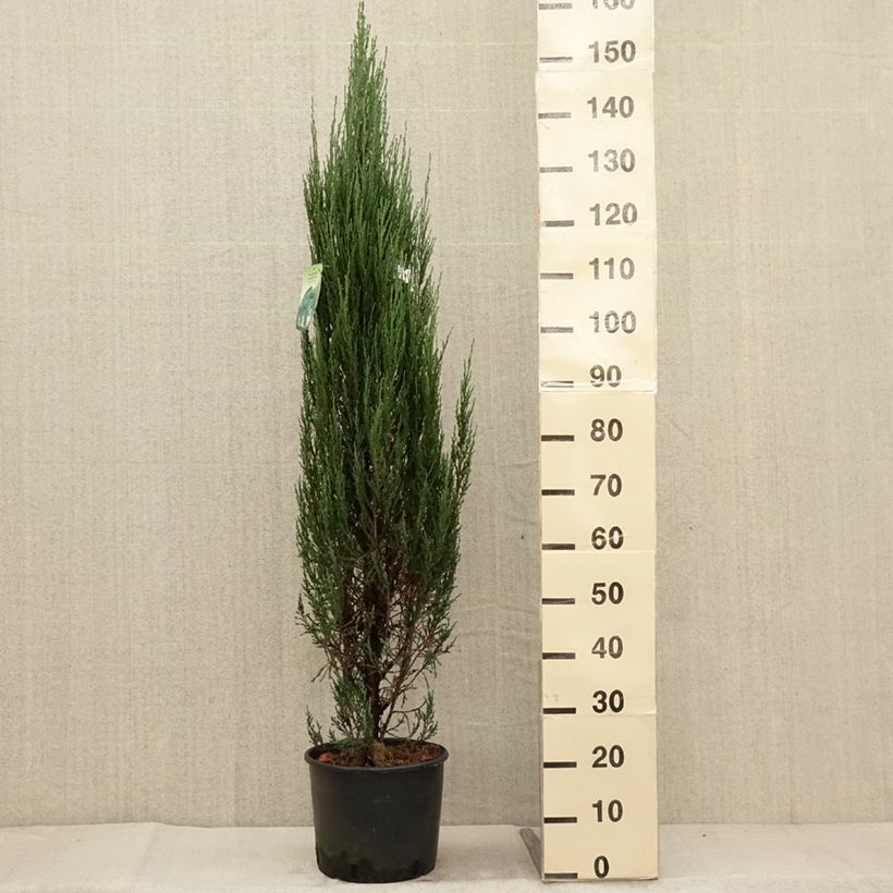 Amostra de Juniperus scopulorum Blue Arrow Vaso de 6 L/7 L tal como entregue no outono