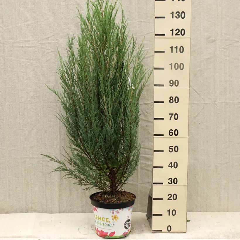 Amostra de Juniperus scopulorum Blue Arrow Vaso de 6 L/7 L tal como entregue no verão