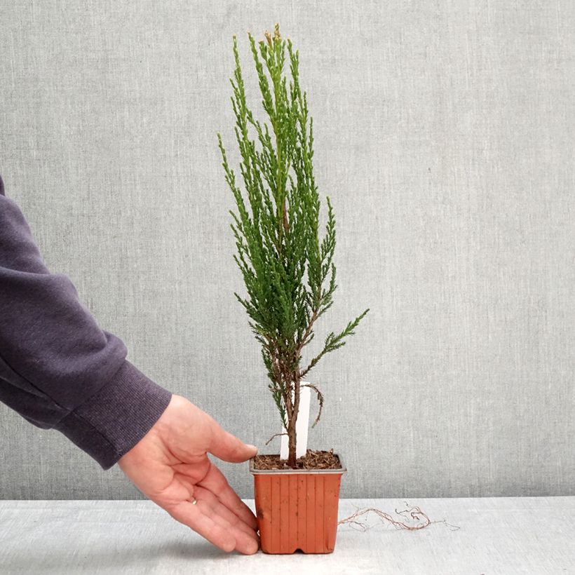 Amostra de Juniperus scopulorum Blue Arrow Vaso de 8/9 cm tal como entregue na primavera