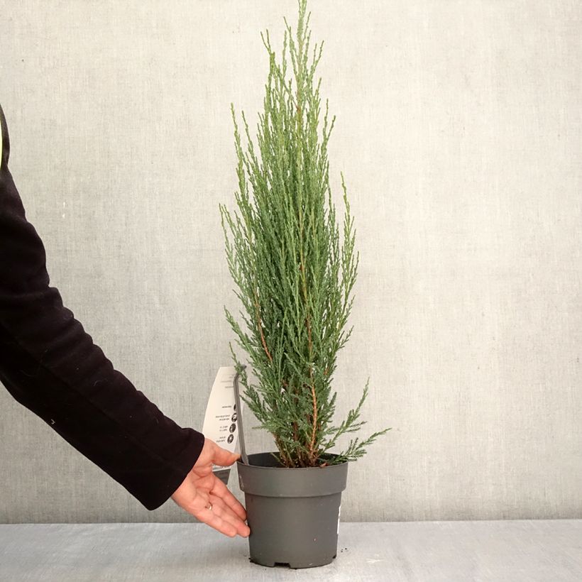 Amostra de Juniperus scopulorum Blue Arrow Vaso de 2 L/3 L tal como entregue no outono