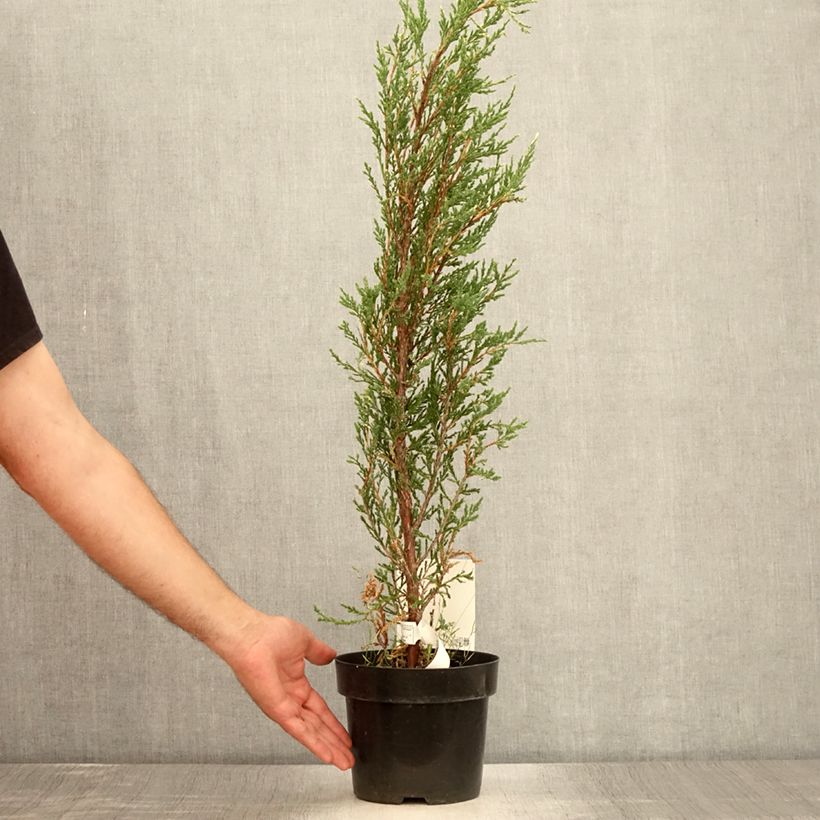 Amostra de Juniperus scopulorum Blue Ivory Vaso de 2 L/3 L tal como entregue no verão