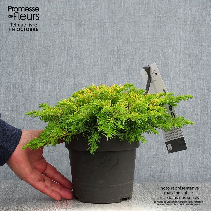 Amostra de Juniperus conferta All Gold Vaso de 2 L/3 L tal como entregue no outono