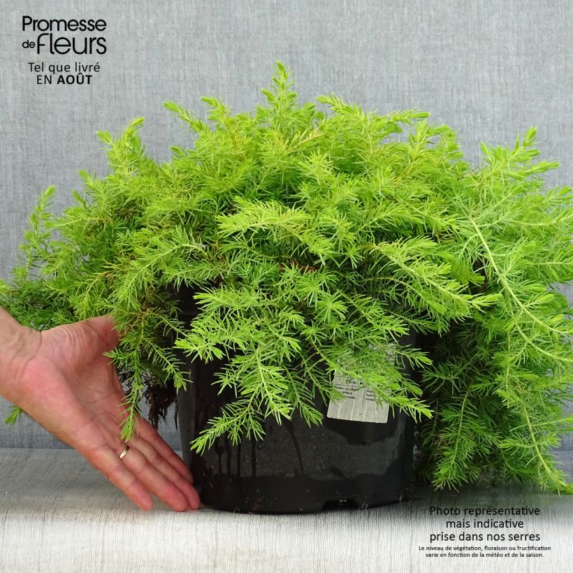 Amostra de Juniperus conferta All Gold Vaso de 7,5 L/10 L tal como entregue no verão