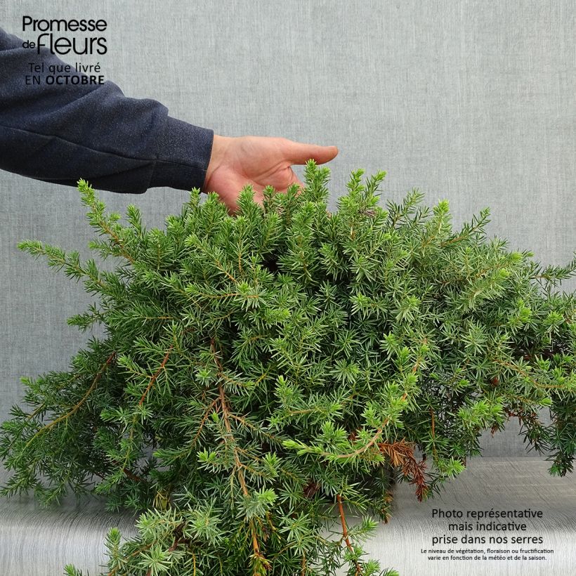 Amostra de Juniperus conferta Blue Pacific Vaso de 7,5 L/10 L tal como entregue no outono