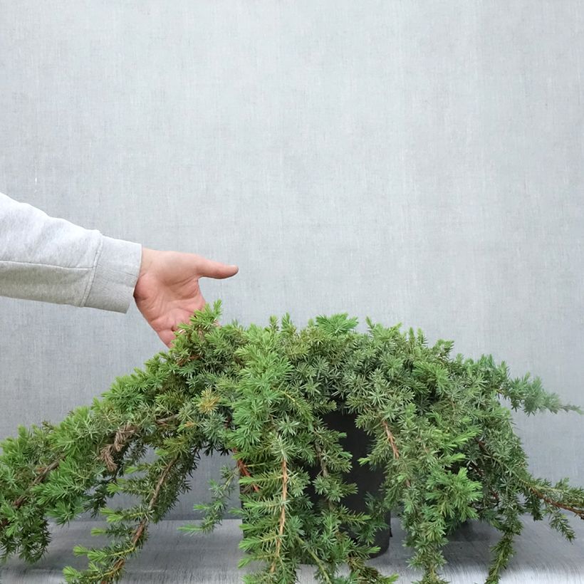 Amostra de Juniperus conferta Blue Pacific Vaso de 7,5 L/10 L tal como entregue no verão