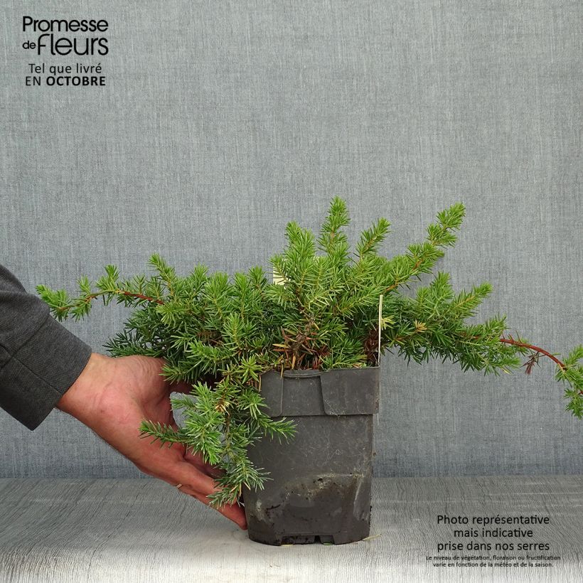 Amostra de Juniperus conferta Blue Pacific Vaso de 2 L/3 L tal como entregue no outono