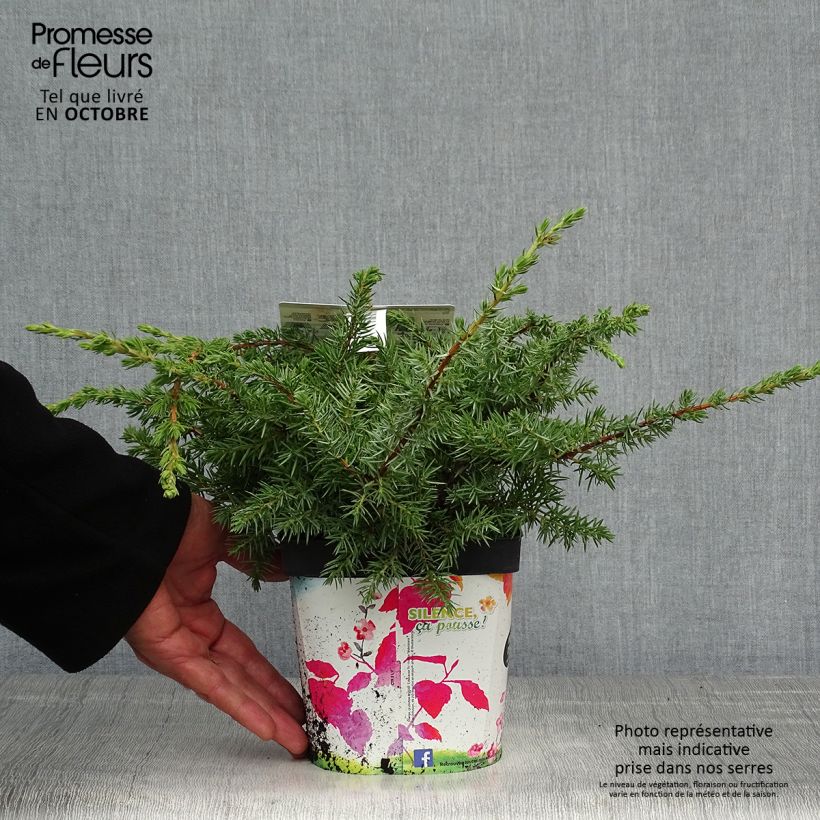 Amostra de Juniperus conferta Schlager Vaso de 2 L/3 L tal como entregue no outono