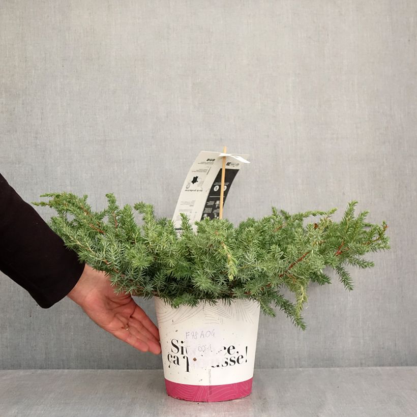 Amostra de Juniperus conferta Schlager Vaso de 4 L/5 L tal como entregue no outono