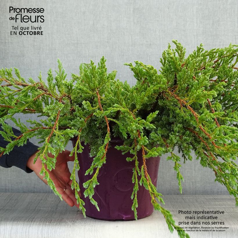 Amostra de Juniperus squamata Blue Carpet Vaso de 4 L/5 L tal como entregue no outono