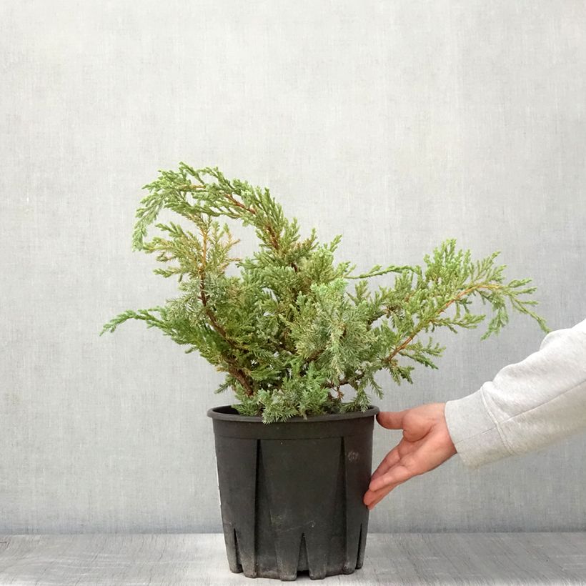 Amostra de Juniperus squamata Blue Carpet Vaso de 4 L/5 L tal como entregue no verão