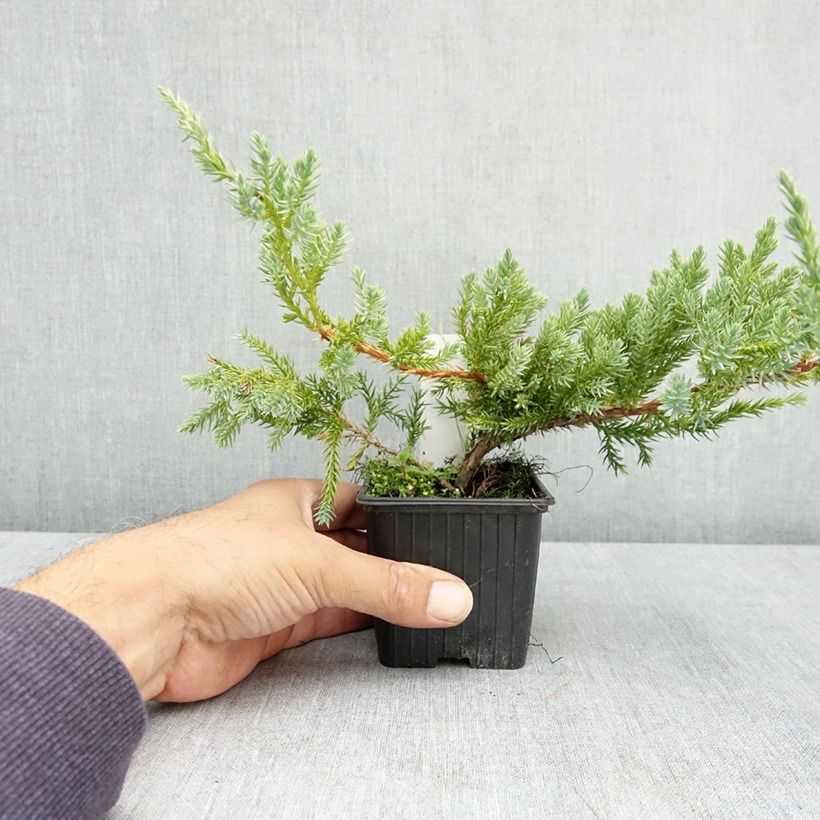Amostra de Juniperus squamata Blue Carpet Vaso de 7/8 cm tal como entregue no verão