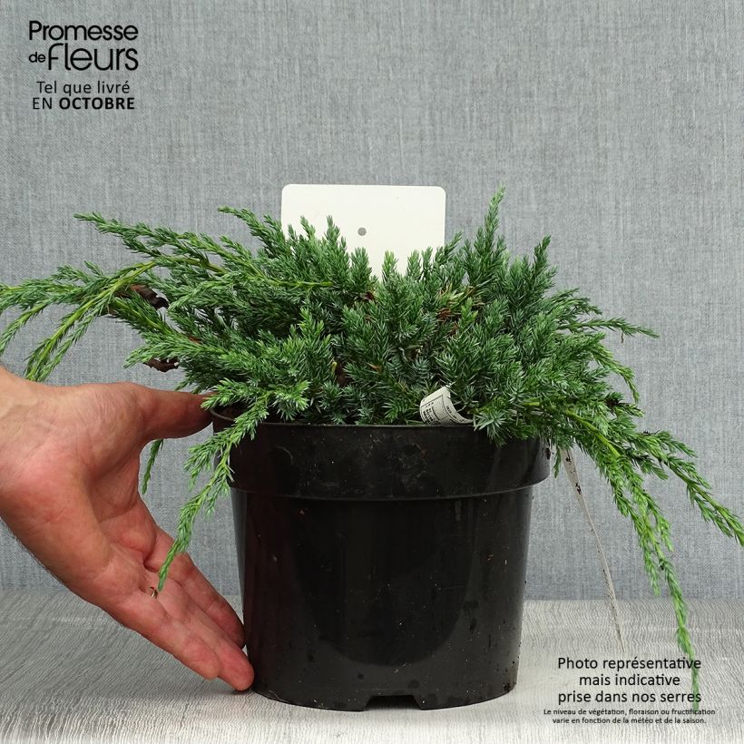 Amostra de Juniperus squamata Blue Carpet Vaso de 2 L/3 L tal como entregue no outono