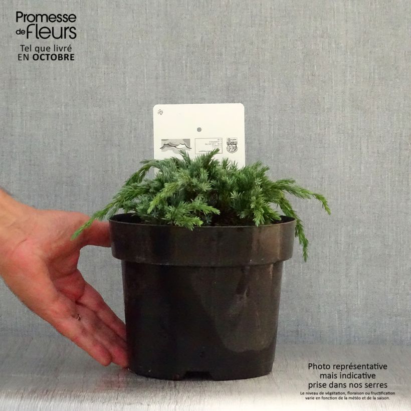 Amostra de Juniperus squamata Blue Spider Vaso de 2 L/3 L tal como entregue no outono