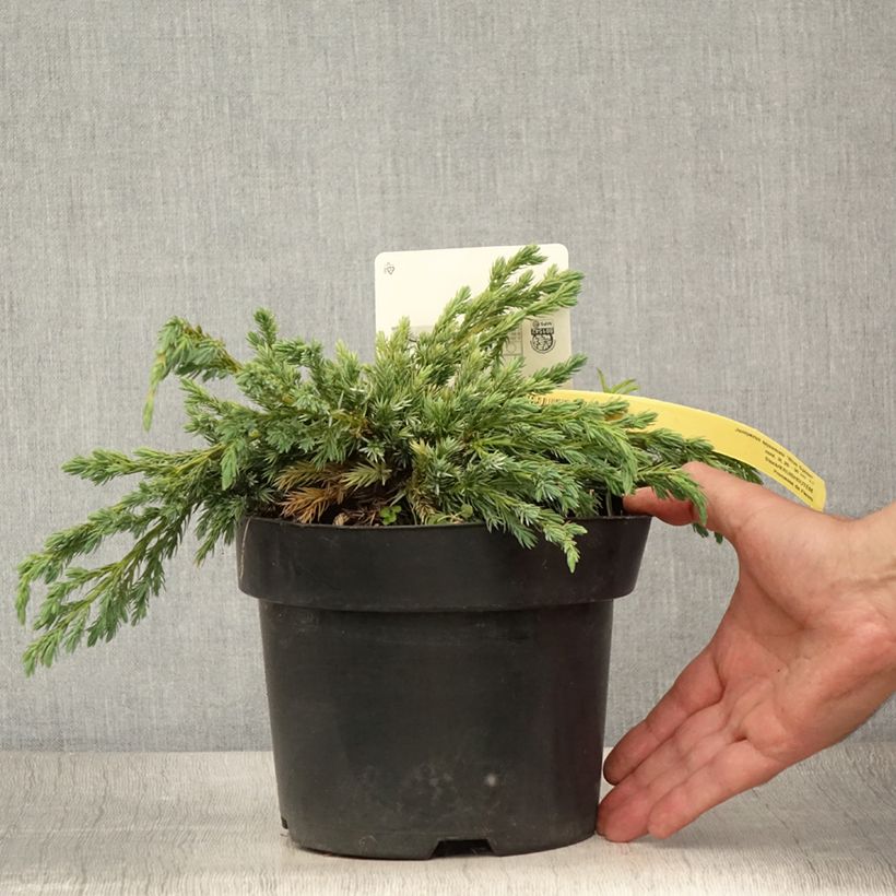 Amostra de Juniperus squamata Blue Spider Vaso de 2 L/3 L tal como entregue no verão