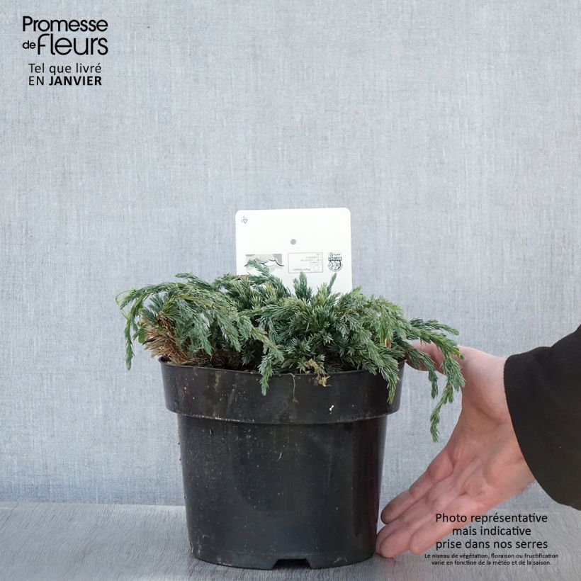 Amostra de Genévrier écailleux - Juniperus squamata Blue Spider Vaso de 2 L/3 L tal como entregue no inverno